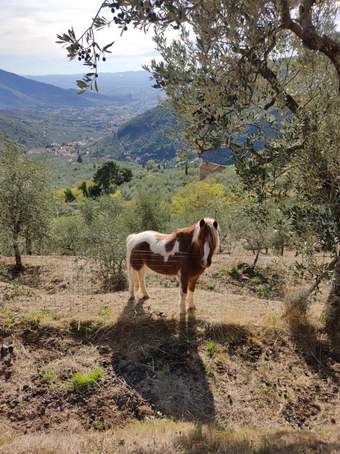 Olive House Tuscany - Zona Pisa Calci Buitenkant foto
